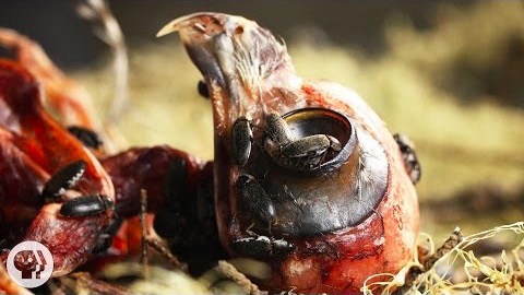 Hur konservatorn tar fram skelettet med hjälp av skalbaggar