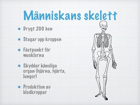 Skelett och leder