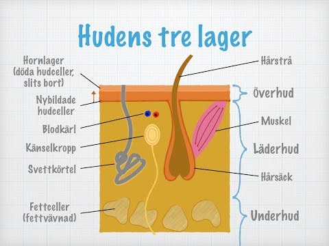 Hud, känsel och djupsensibilitet