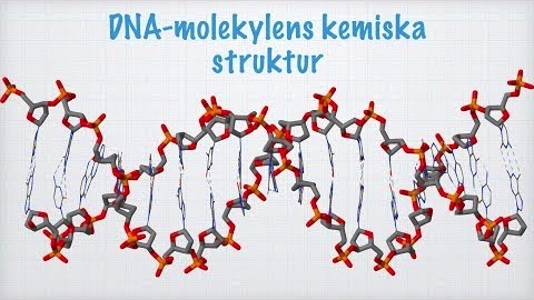DNA-molekylens struktur och funktion (Kemi 2)