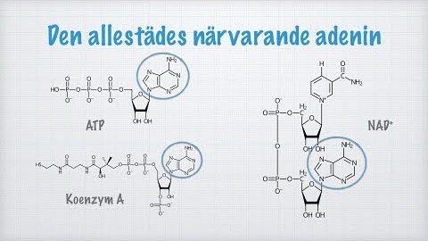 Bärarmolekyler