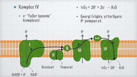 Elektrontransportkedjan