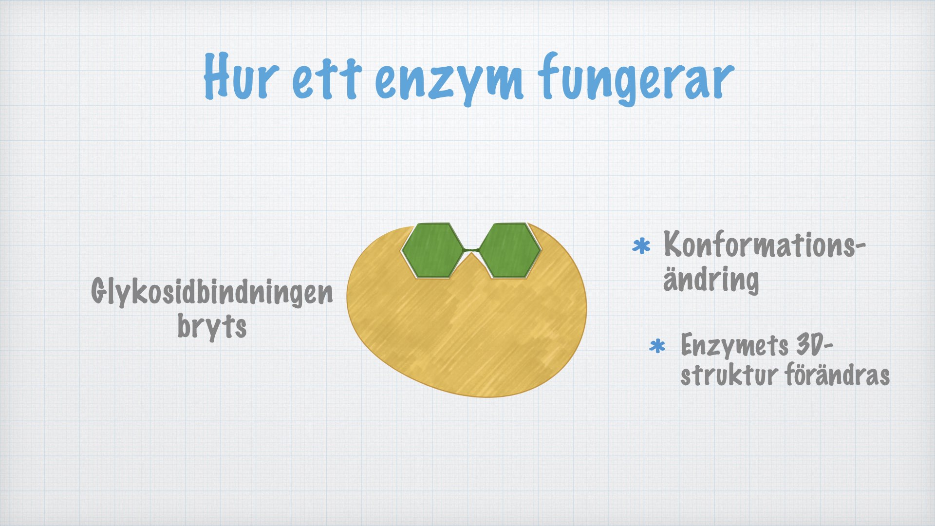 Enzymer