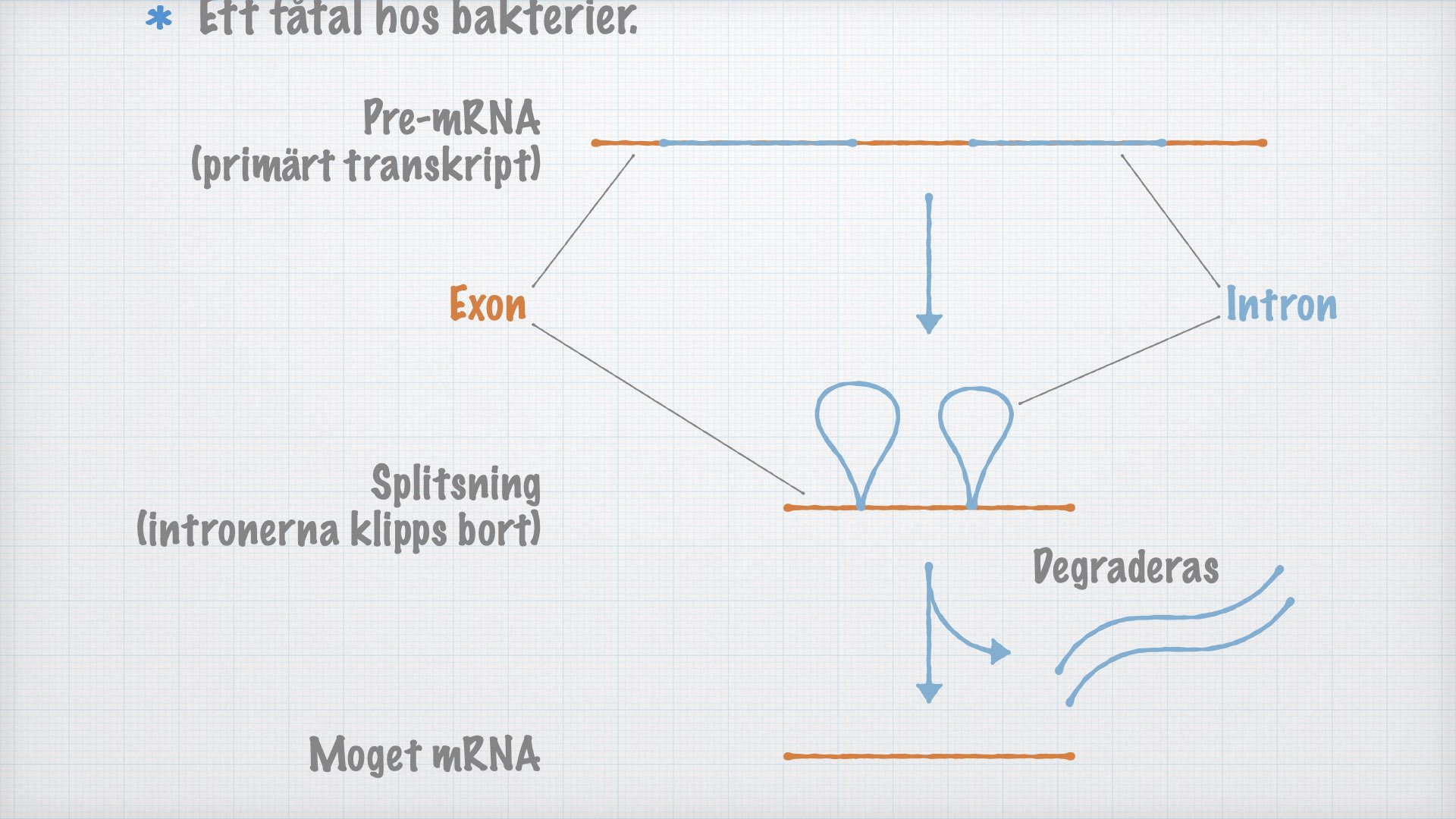 Hur mRNA-molekylen mognar (splitsning)
