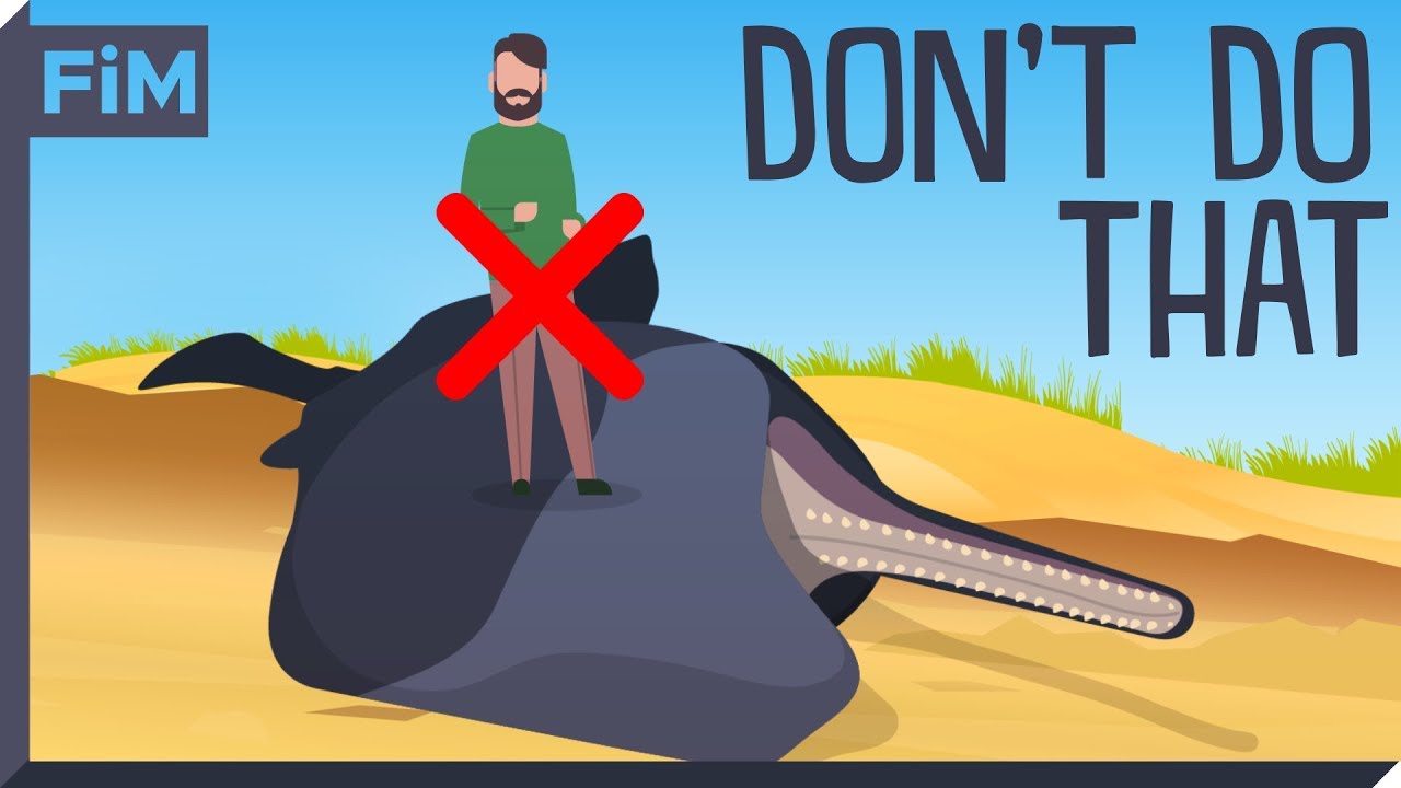 Varför döda valar är så farliga