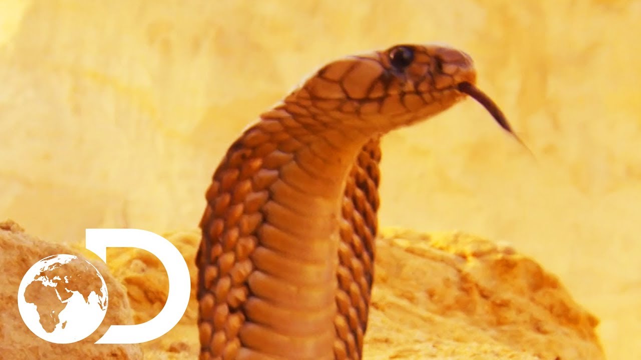 Egyptens giftigaste ormar