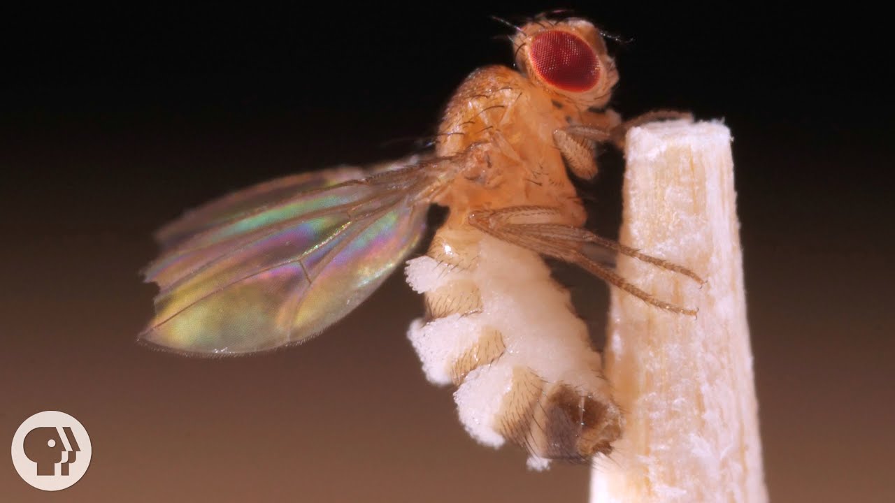 Mördarsvampen som förvandlar bananflugor till zombies