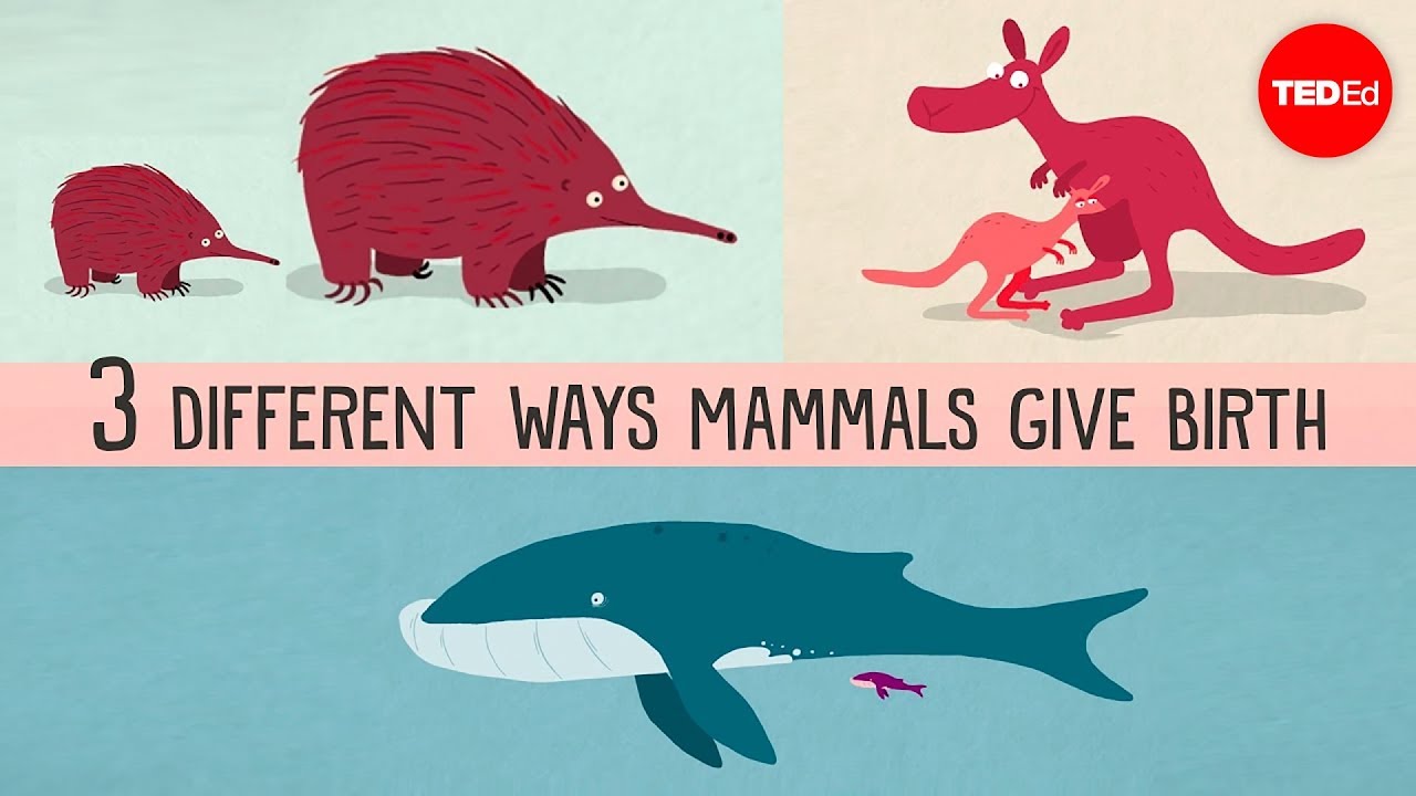 De tre olika sätt som däggdjur föds på