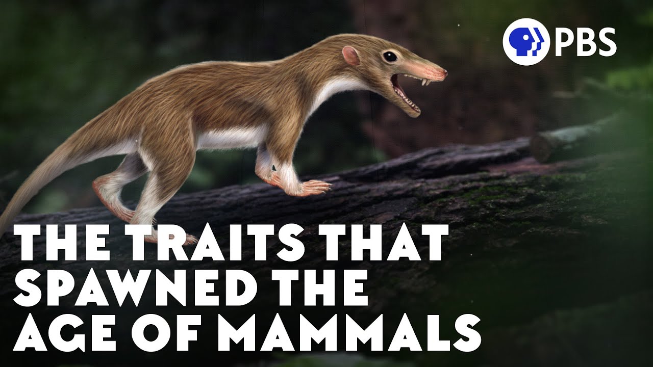 Särdragen som satte fart på däggdjurens evolution