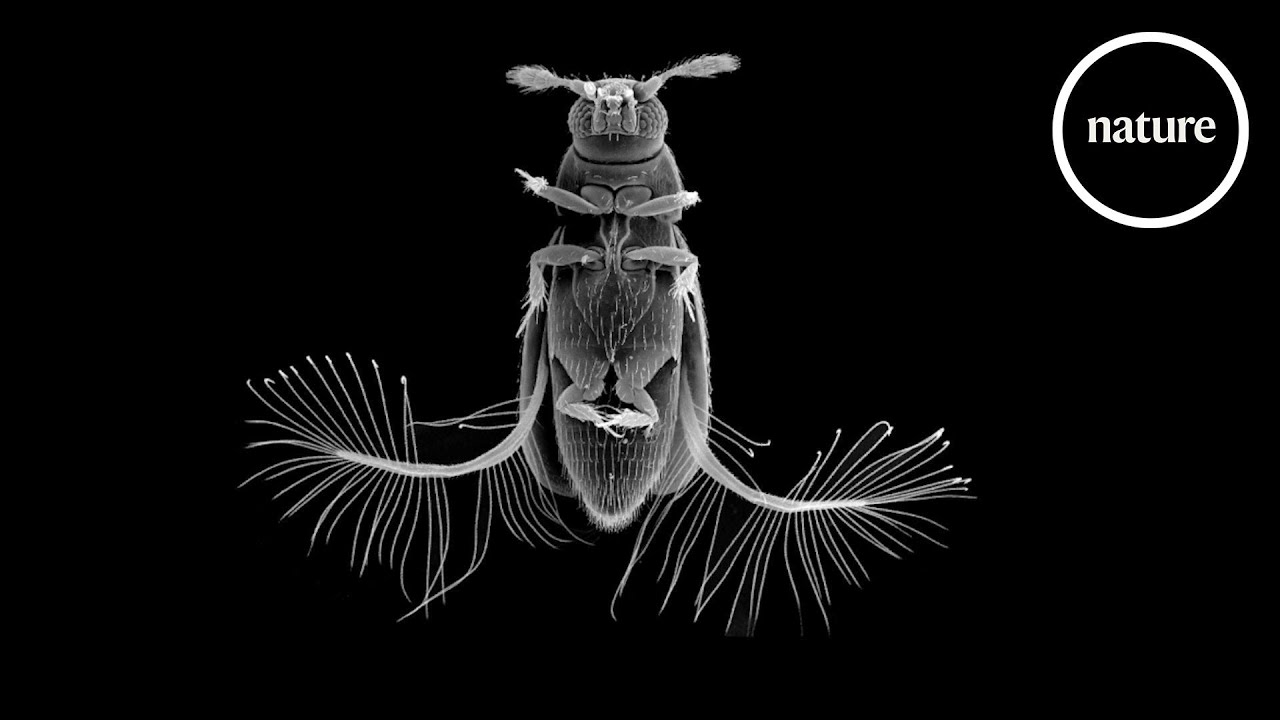 Hur kan en halv millimeter lång insekt flyga?