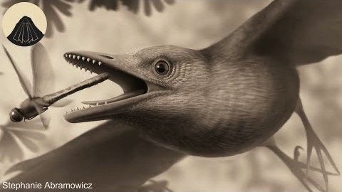 Varför har fåglar inga tänder?