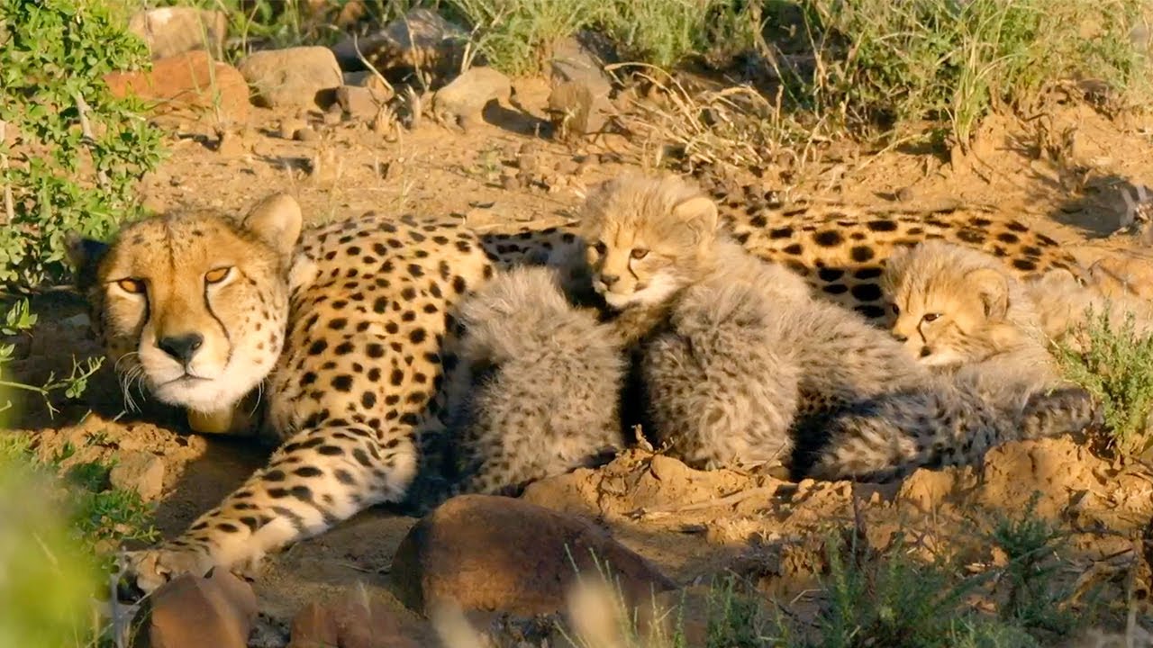 Även små gepardungar måste få mat