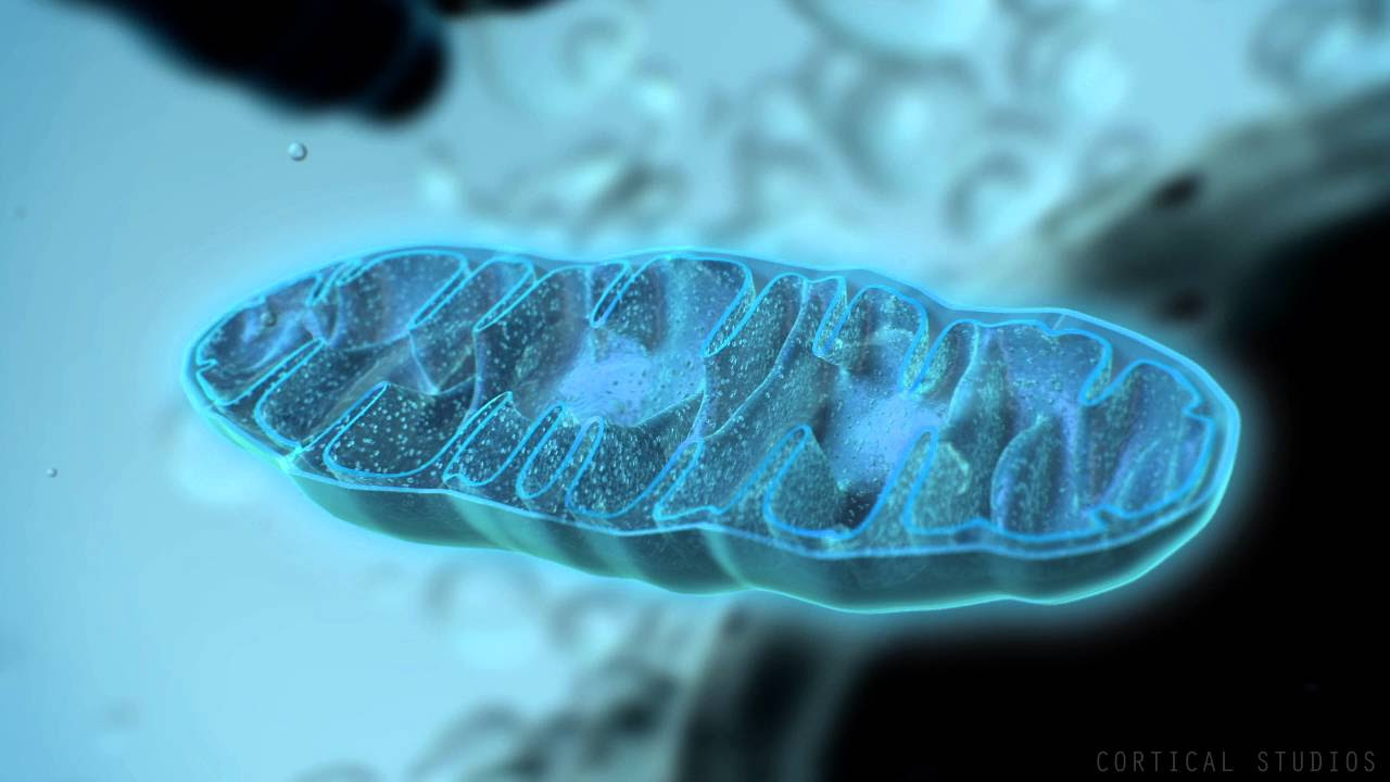 Hur mitokondrier funkar