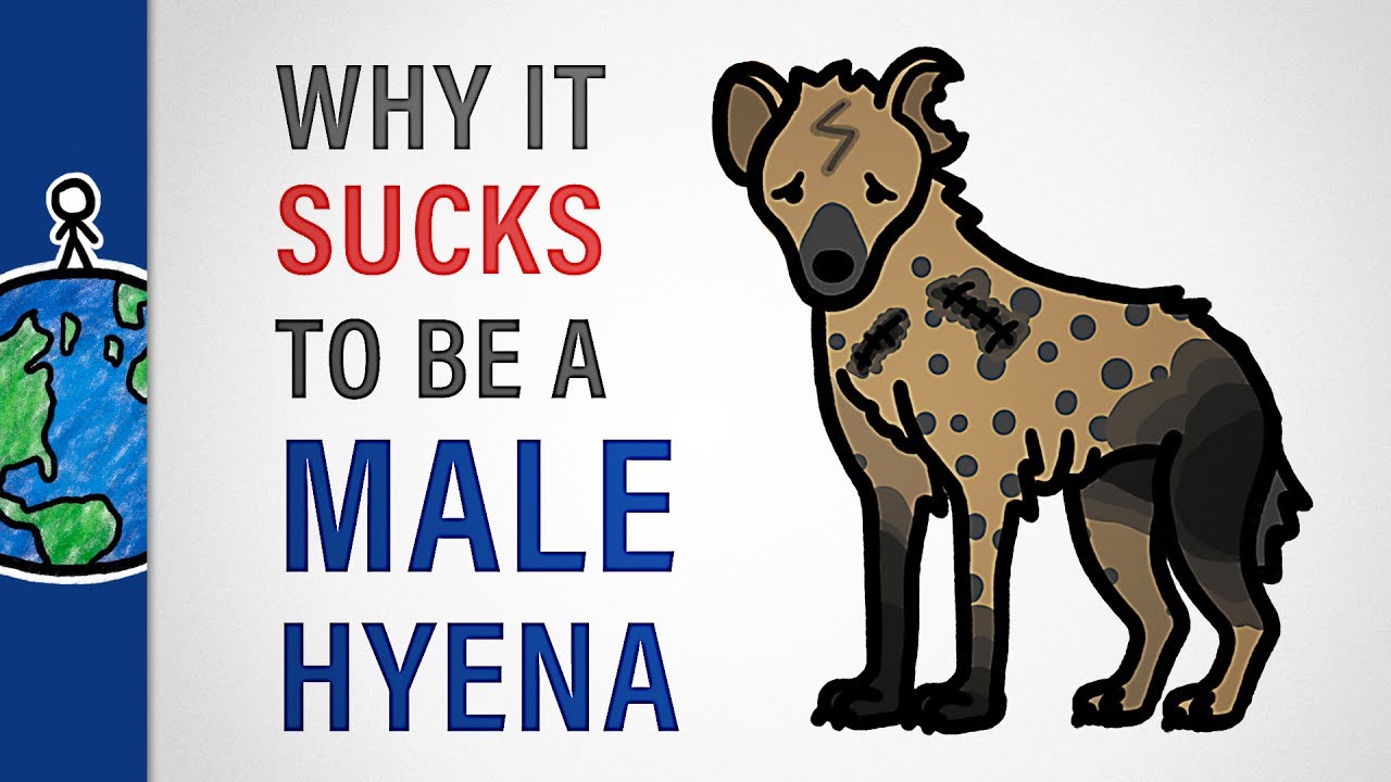 Varför det suger att vara hane om man är en hyena