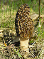 448px-Morchella conica 1 beentree