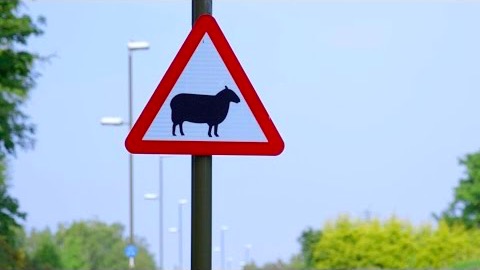 Fåret Dolly, tjugo år senare