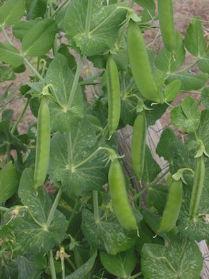 Doperwt rijserwt peulen Pisum sativum