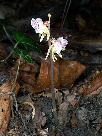 Epipogium aphyllum Luxembourg 21