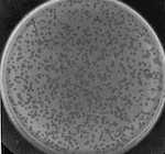 phage-lambda-plaque