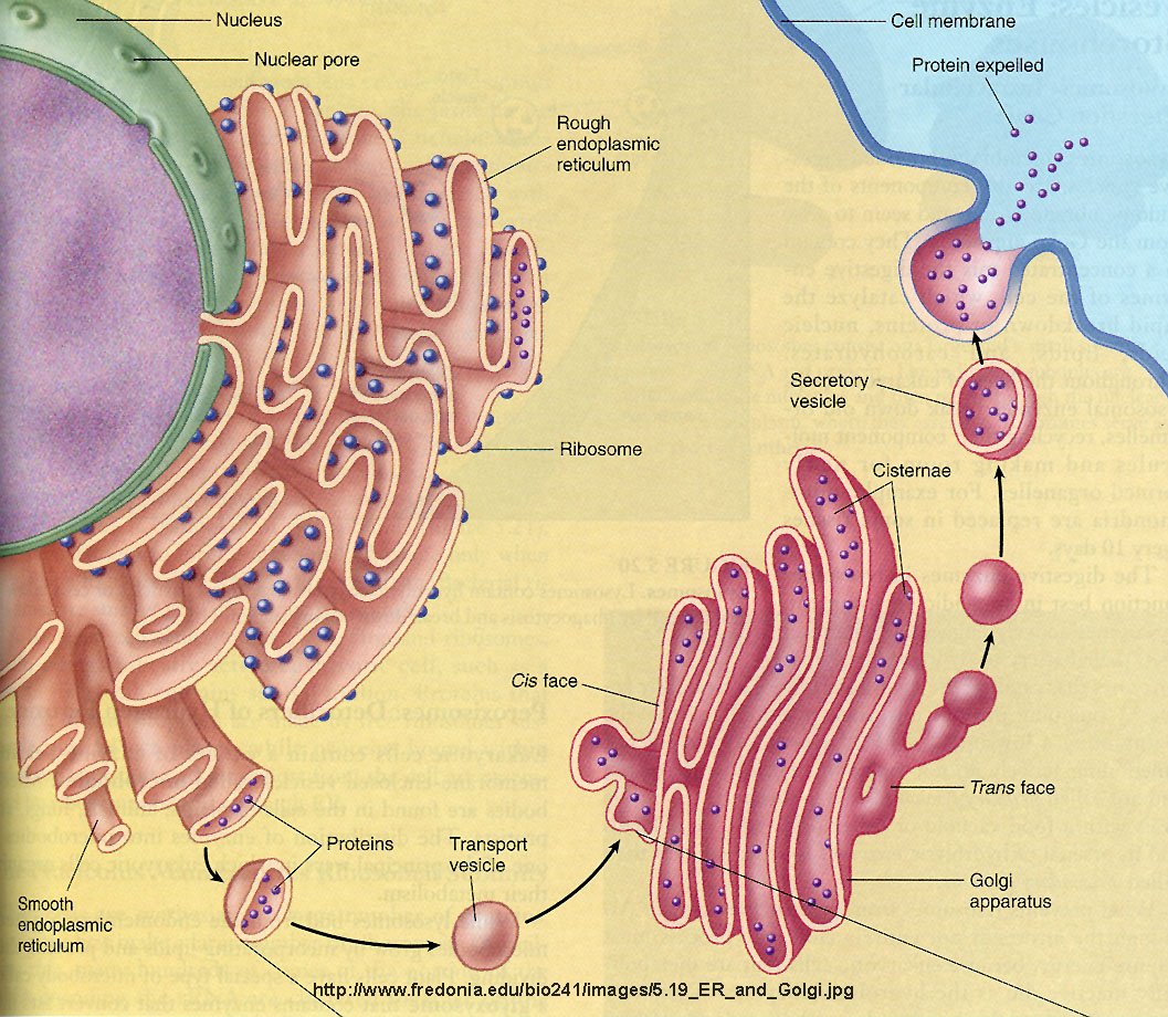 vesicle transport