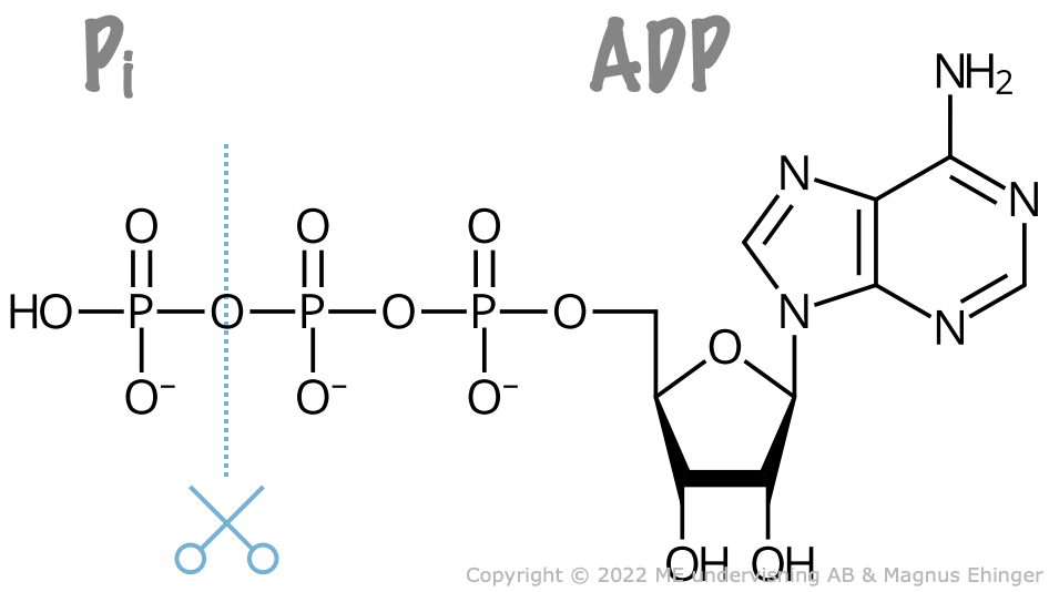 När den tredje fosfatresten klipps av från ATP-molekylen frigörs energi. Det bildas då en fri fosfatjon (Pi) och ADP.