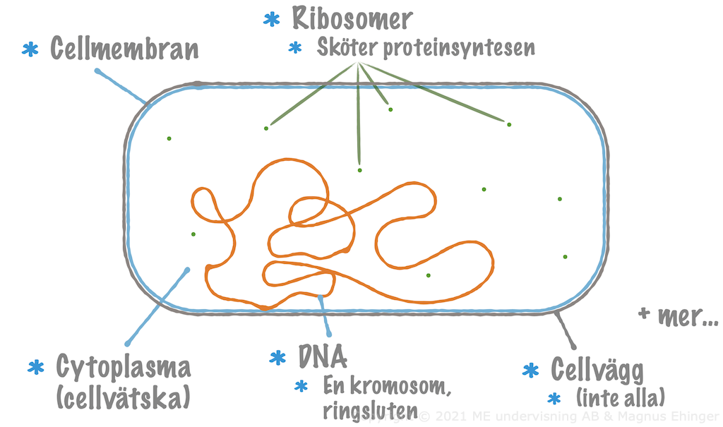 En typisk bakteriecell.