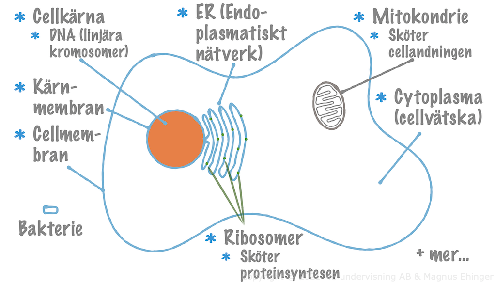 En typisk eukaryot cell.