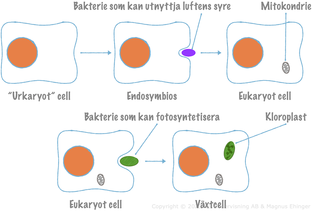 Endosymbiontteorin: Hur eukaryota djur- och växtceller har uppstått.