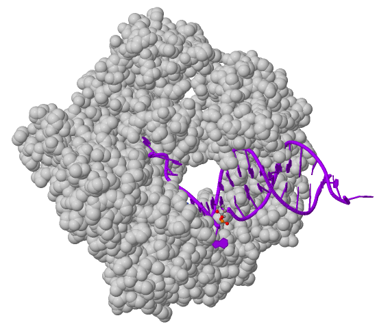 DNA-polymeras II är ett av de enzymer som troligtvis har en kontroll- och reparationsfunktion under replikationen hos E. coli.
