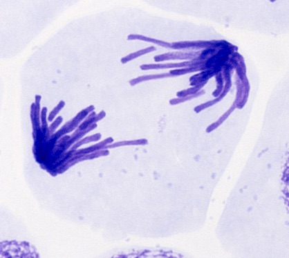 Meristemcell från Vicia faba.