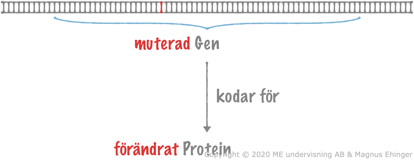 En muterad gen kodar för ett förändrat protein.