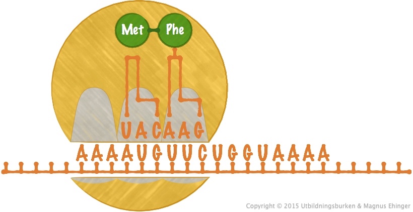 De två aminosyrorna kopplas ihop med hjälp av rRNA-molekylerna i ribosomen. 