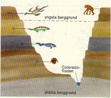 Stratigrafi vid Colorado-floden.
