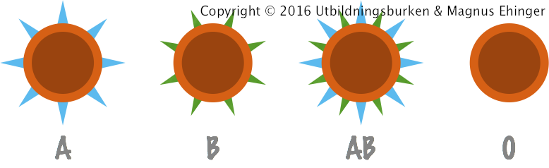 Blodkroppar av typen A har A-antigenet på sin yta, och blodkroppar av typen B har B-antigenet på sin yta. Blodkroppar av typen AB har båda antigenen, lika mycket, och därför är anlagen kodominanta. Blodkroppar av typen 0 har varken A- eller B-antigenen på sin yta.