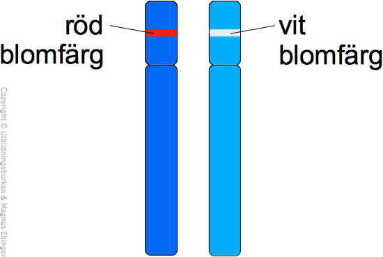Genen för blomfärg sitter på ett locus ganska högt upp på vardera kromosomen. Den finns i två alleler; röd och vit blomfärg. 
