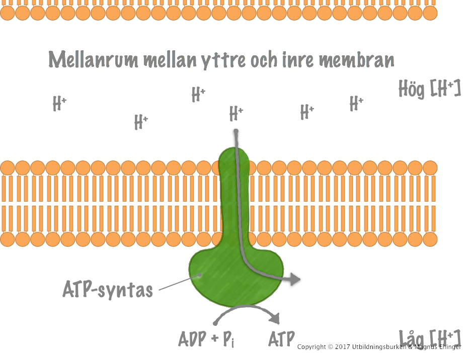 Översikt över ATP syntasets funktion.