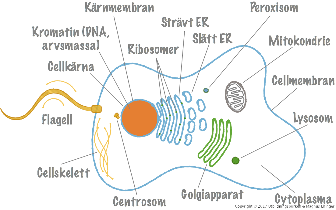 En generell eukaryot djurcell.