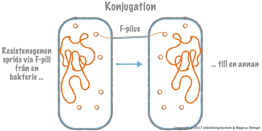 Vid horisontell spridning sprids antibiotikaresistens via F-pili (konjugation) från en bakterie till en annan.