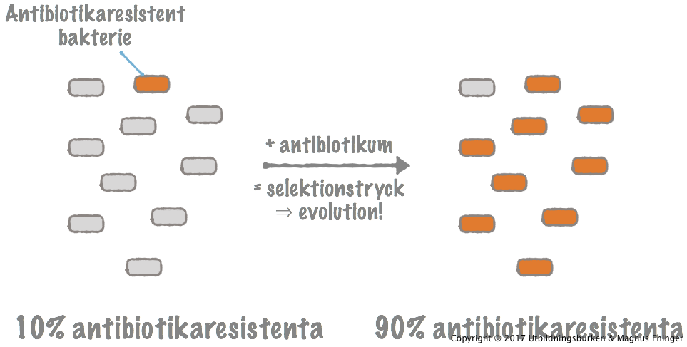 Antibiotika i miljön gör att andelen antibiotikaresistenta bakterier i en population ökar.