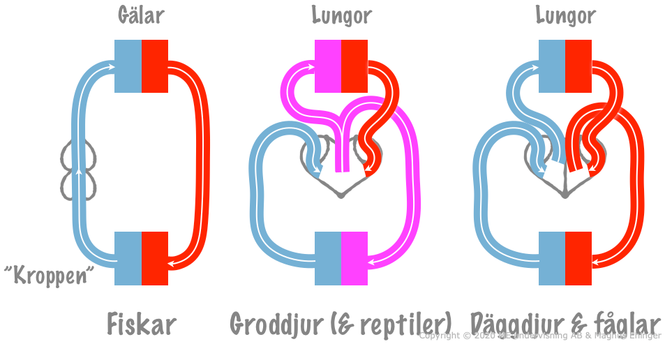 Ryggradsdjurens cirkulationssystem.