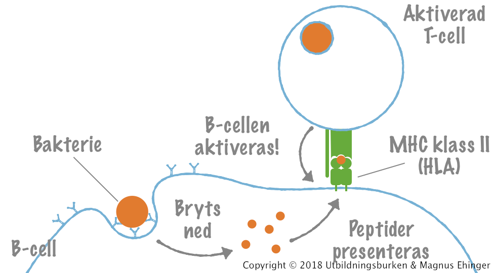 En B-cell aktiveras om en aktiverad T-hjälparcell känner igen en peptid som B-cellen presenterar på sin yta.