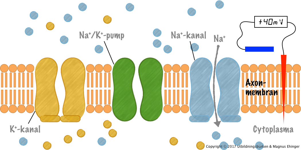 När aktionspotentialen utlöses strömmar natriumjoner in genom den öppnade natriumkanalen, och axonmembranet depolariseras.