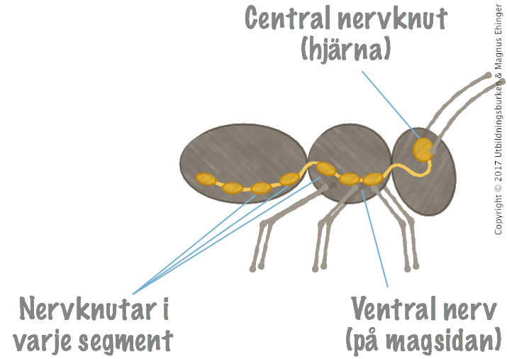 Insekter har en hjärna och en ventral nerv med nervknutor i varje segment.