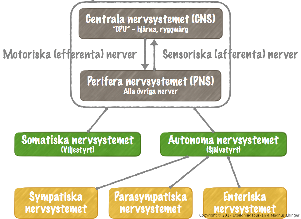 Nervsystemets funktionella indelning. 