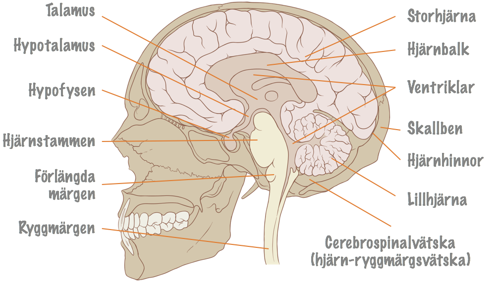 Översikt över hjärnans anatomi.