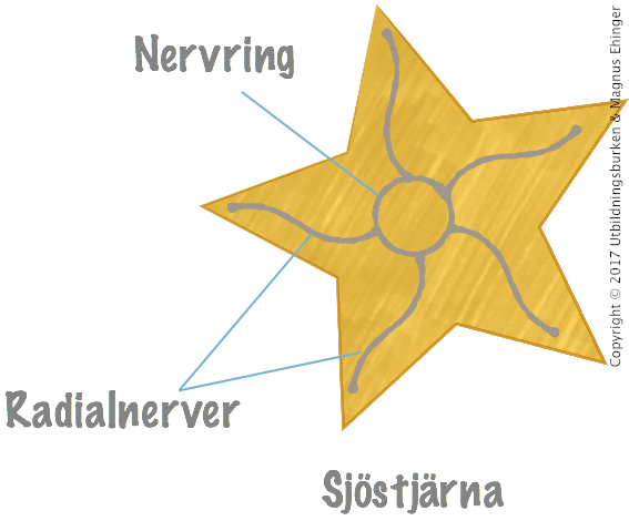 Nervsystemet hos en sjöstjärna.