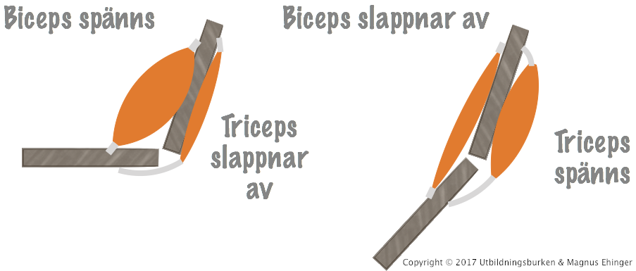 Biceps och triceps är exempel på antagonistiska muskler.