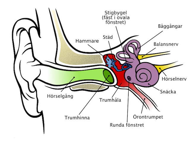 Människoörats anatomi.