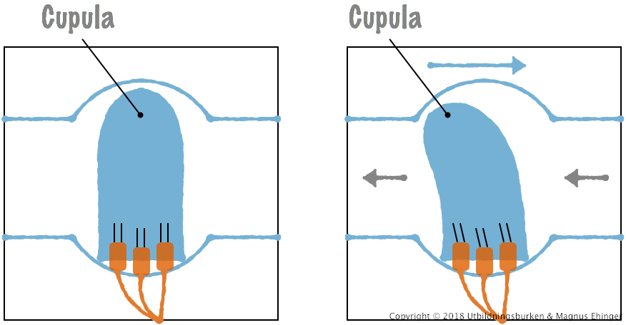 När huvudet vrids åt ett håll hänger vätskan i båggången inte riktigt med. Ampullens <em>cupula</em> böjs av, vilket gör att nervceller i ampullen fyrar av, och huvudets rörelse registreras.