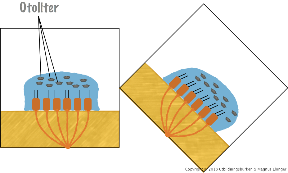 När huvudet är böjt, böjs även otoliterna i den geléartade massan av. Nervceller i den geléartade massan fyrar av, och huvudets läge registreras.